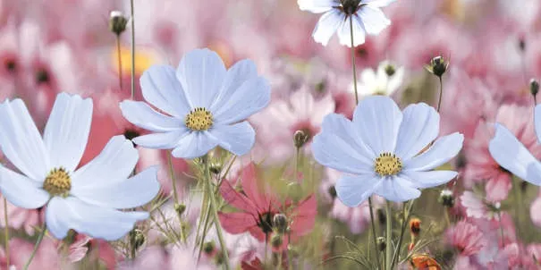 Jacob HL-2